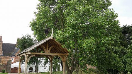 Tulip Tree