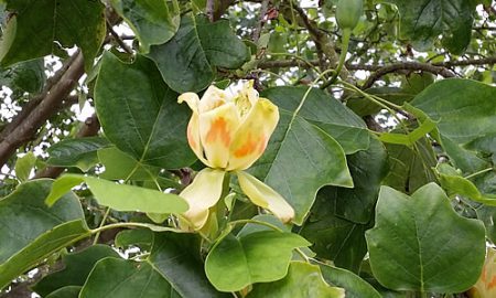 Tulip Tree Flower